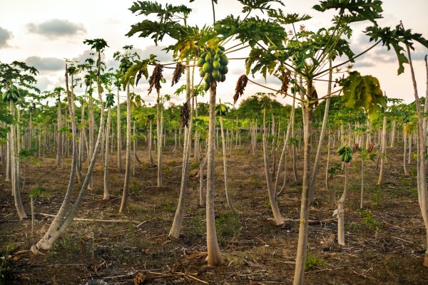 Plantations with papaya trees on the island of Mauritius in Africa